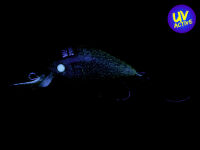 Nories Meet 29DR-SS (321) Sicret Brown Chip